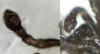 Zelotinae inconnu